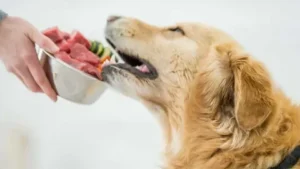 Top 5 Benefits of a Raw Food Diet for Dogs: Everything You Need to Know.
