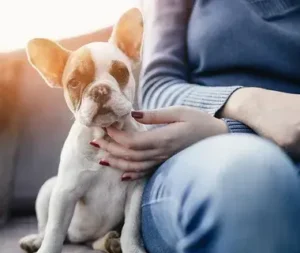 Holiday Safety Tips For Your Pets: 5 Essential Tips to Keep Them Safe This Season