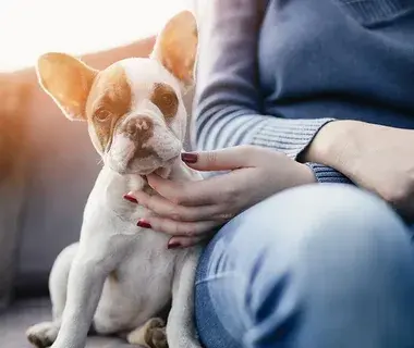 Holiday Safety Tips For Your Pets: 5 Essential Tips to Keep Them Safe This Season