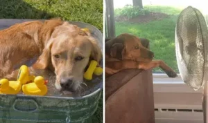 Summer Pet Care: 5 Hot Weather Tips for Dogs & Cats to Keep Them Safe and Healthy