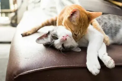 Two cats cuddling peacefully on a couch, showing harmony and affection — perfect example of How To Make Cats Get Along.
