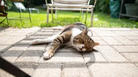 Cat lying on patio in hot weather — Protecting Pets from Heatstroke by keeping them cool and shaded during summer heat.