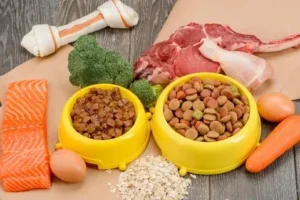 Healthy ingredients and pet meals showing proper storage ideas for dogs and cats — Storing Your Dog Food and Cat Food the Right Way.