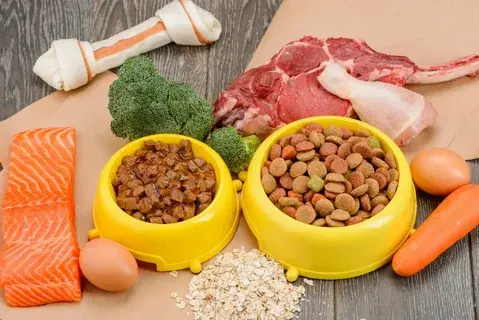 Healthy ingredients and pet meals showing proper storage ideas for dogs and cats — Storing Your Dog Food and Cat Food the Right Way.