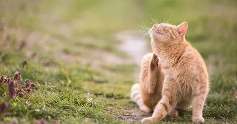 Can Cats Have Allergies - Orange cat scratching due to skin irritation outdoors