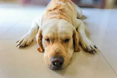 Can Dogs Survive and Recover From Heartworm? A Complete Guide for Pet Owners