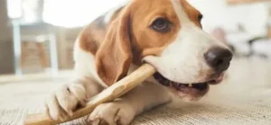 How Can I Get My Dog To Stop Chewing: Practical Tips You Can Use 