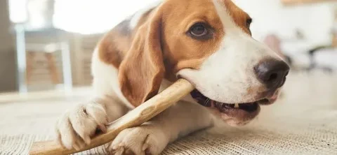 Dog chewing a stick on the floor – How Can I Get My Dog To Stop Chewing tips by Animals Pet Health