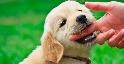 How To Stop a Puppy From Biting: A Simple Guide for Every Dog Owner