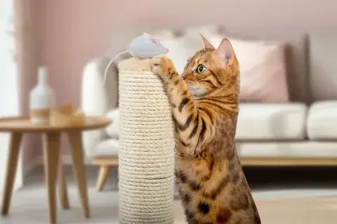 Bengal cat playing with a toy on a scratching post in a cozy living room – How to Make Your Home Cat-Friendly