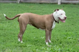 American Pit Bull Terrier:  A Friendly and Loyal Companion