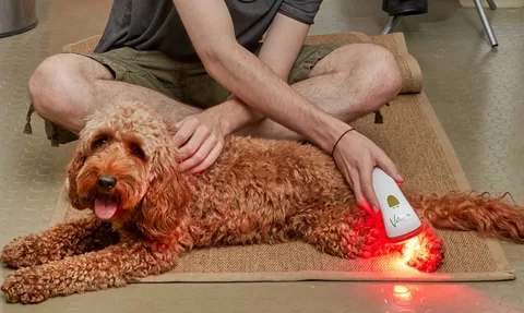 Red Light Therapy for Dogs: How It Helps Your Pet Rebuild Naturally