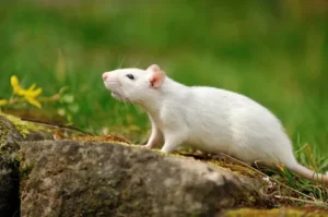 Factors That Influence Rodent Behavior: 5 Key Things You Should Know