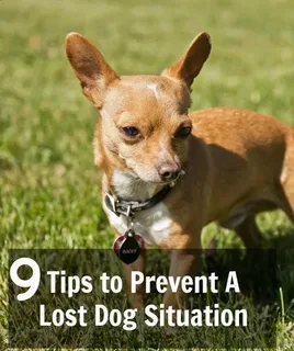 Lost Pet Prevention Tips Every Responsible Pet Owner Must Follow