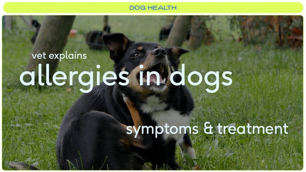 Signs Your Pet May Have Allergies: Simple Guide to Spot the Symptoms