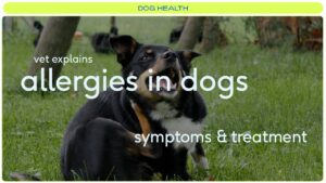 Signs Your Pet May Have Allergies: Simple Guide to Spot the Symptoms