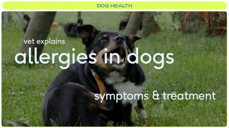 Signs Your Pet May Have Allergies: Simple Guide to Spot the Symptoms